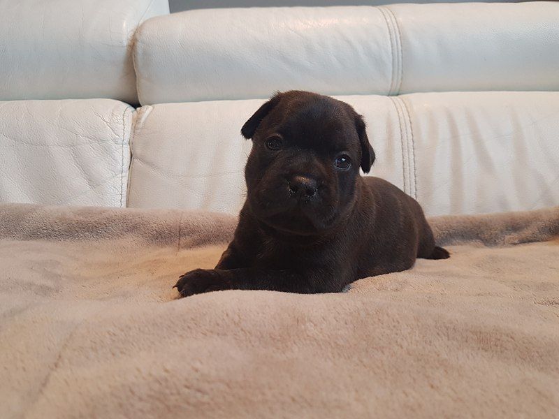 Du Royaume D'azur - Chiots disponibles - Staffordshire Bull Terrier